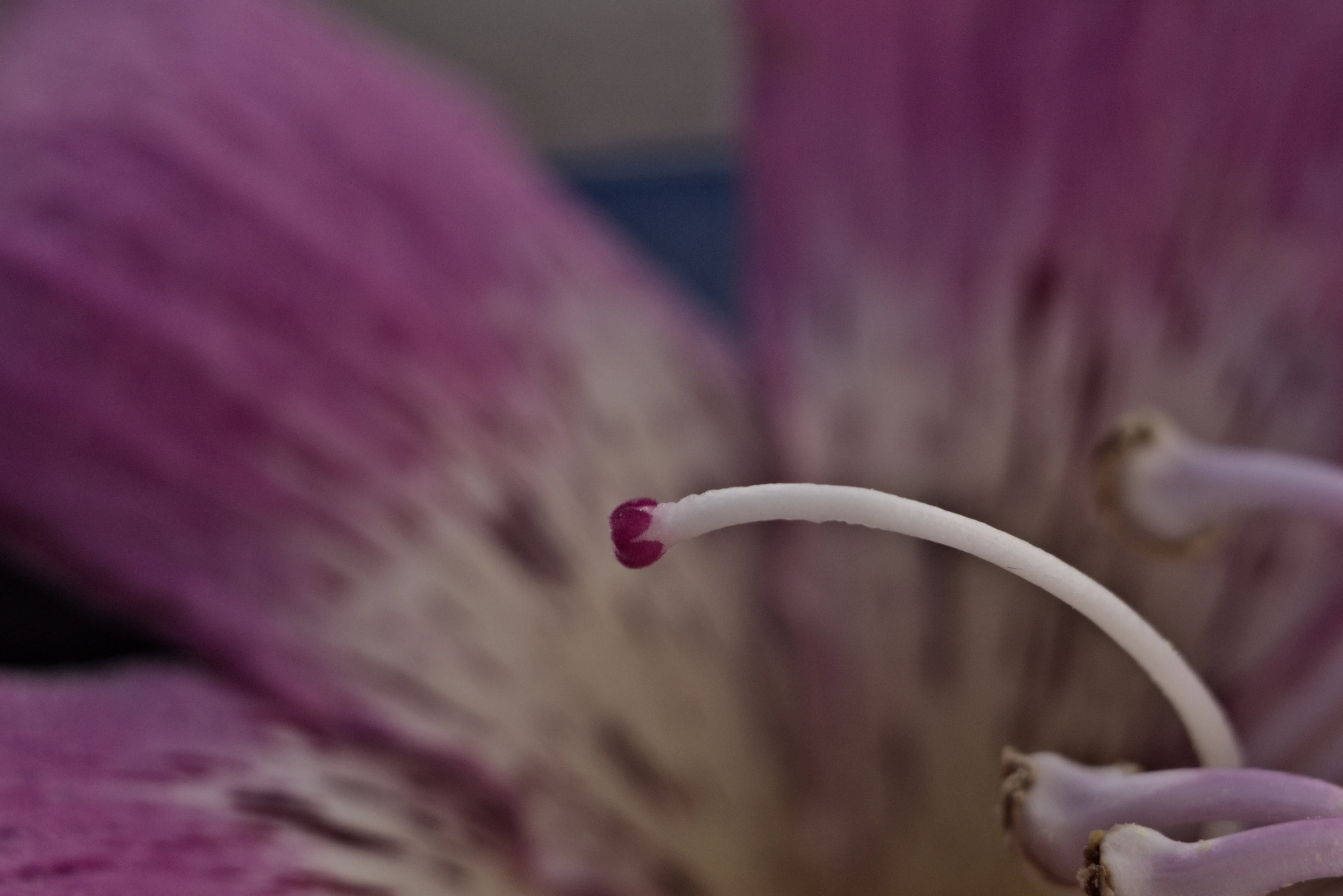 Industar-50-2 50mm f3.5 (M42) - _I4A0927.webp